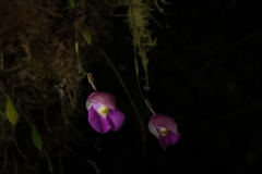 Utricularia unifolia