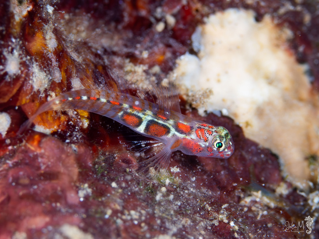 Orangeside Goby
