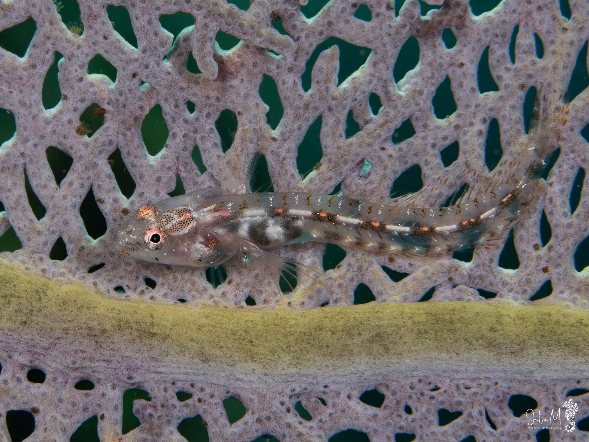 Blackhead Blenny photo 6