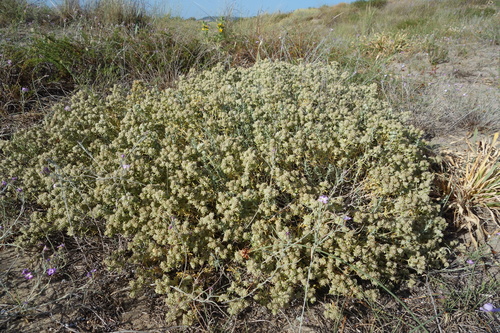 Teucrium dunense, photograph 6