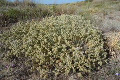 Teucrium dunense, photograph (c) Clément Maouche, some rights reserved (CC BY)