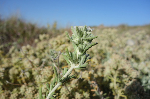 Teucrium dunense, photograph 1