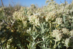 Teucrium dunense