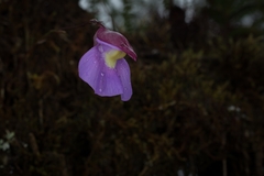 Utricularia unifolia