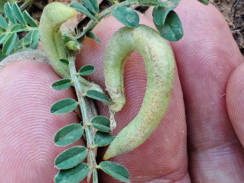 Southern Milkvetch