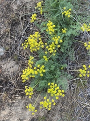Lomatium papilioniferum