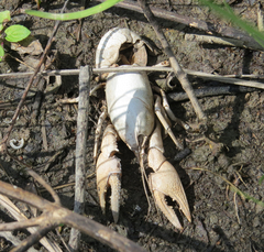 Creaserinus hedgpethi