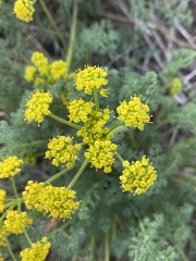 Lomatium papilioniferum