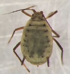 Rhopalosiphum enigmae