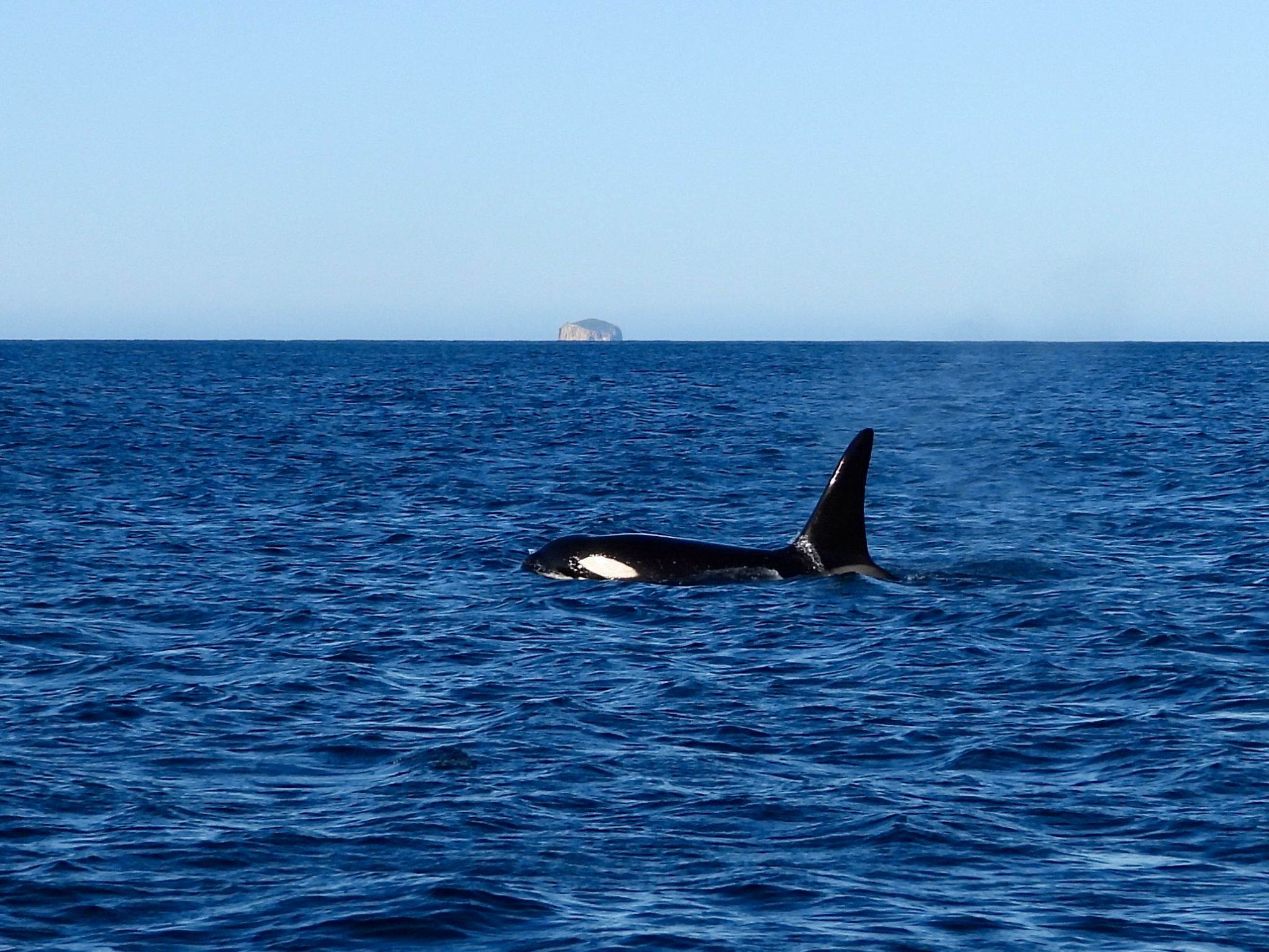 Orcinus orca