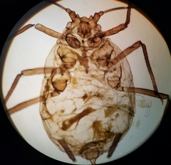 Rhopalosiphum enigmae