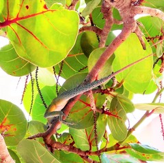 Anolis leachii