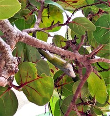 Anolis leachii