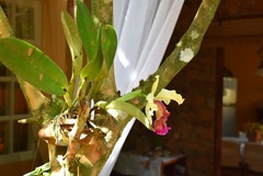 Cattleya dowiana