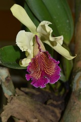 Cattleya dowiana