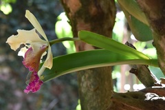 Cattleya dowiana