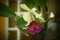 Cattleya dowiana