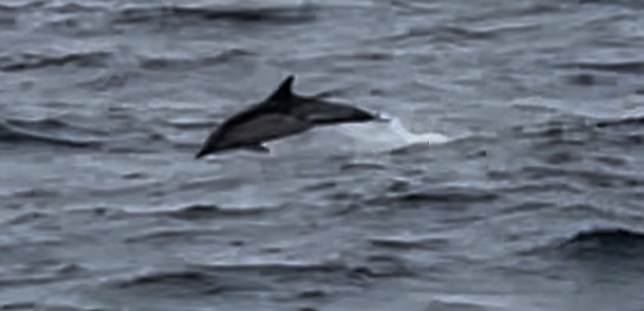 Delphinus delphis