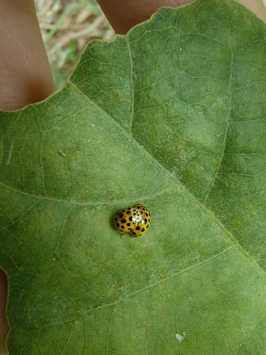22-spot Ladybird