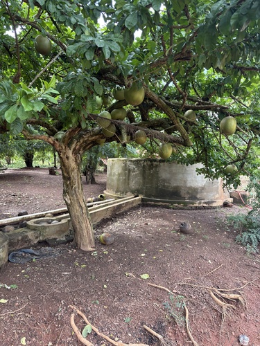 Calabash Tree