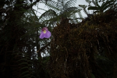 Utricularia unifolia