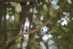 Rhynchocyclus brevirostris