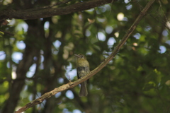 Rhynchocyclus brevirostris