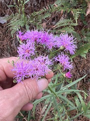 (c) Andy Jordan, some rights reserved (CC BY) Vernonia texana, photograph (c) Andy Jordan, some rights reserved (CC BY)
