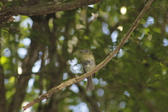 Rhynchocyclus brevirostris