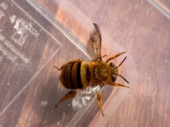 Amegilla bombiformis