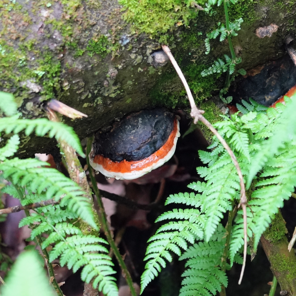 Northern Red Belt · June 2026 · photo: Photo: (c) Lauren H, some rights reserved (CC BY-SA) · iNaturalist
