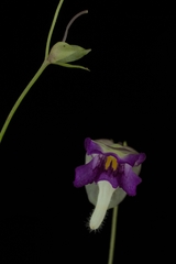 Utricularia jamesoniana