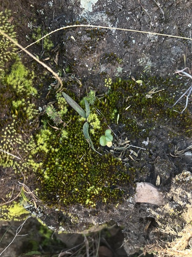 Hesperantha candida