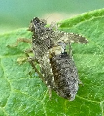 Danepteryx