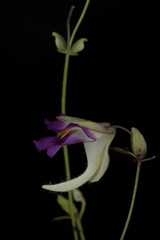 Utricularia jamesoniana
