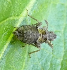 Danepteryx