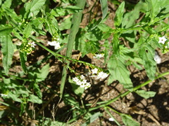 Heliotropium ciliatum