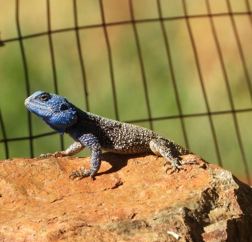 Southern Tree Agama