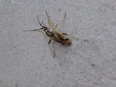 Harpocera orientalis