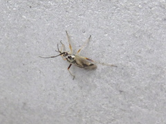 Harpocera orientalis