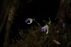 Utricularia jamesoniana