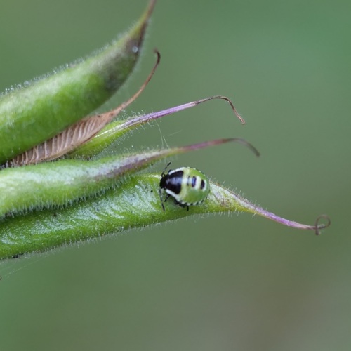 Green Shield Bug