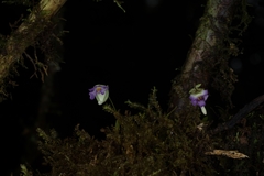 Utricularia jamesoniana