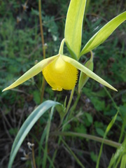 Calochortus pulchellus