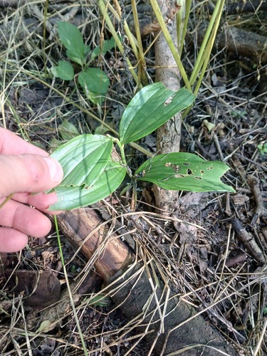 Polygonatum latifolium, photograph 6