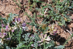 Astragalus crassicarpus