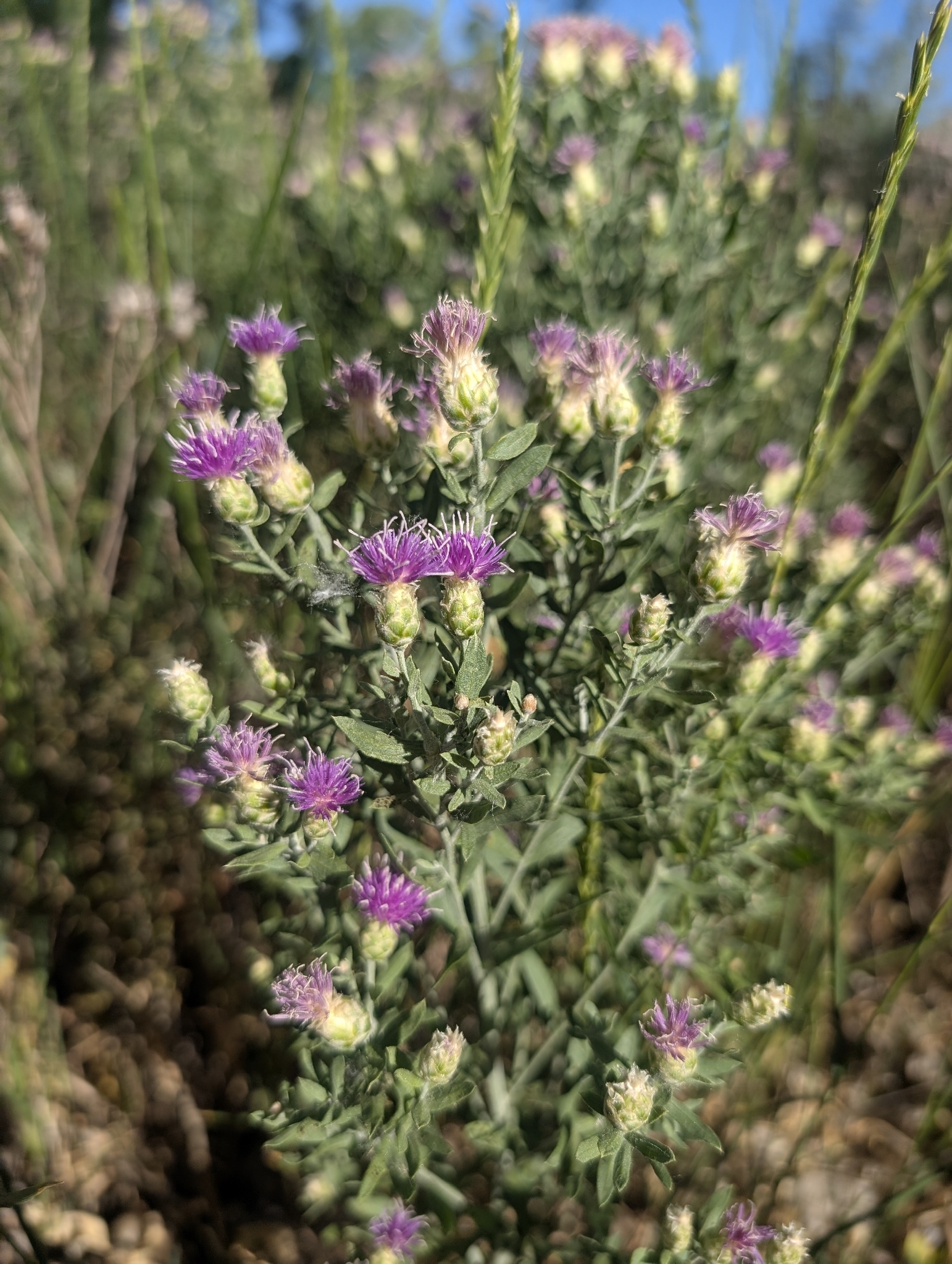 Rhaponticum repens