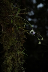 Utricularia jamesoniana