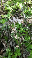 Allium canadense