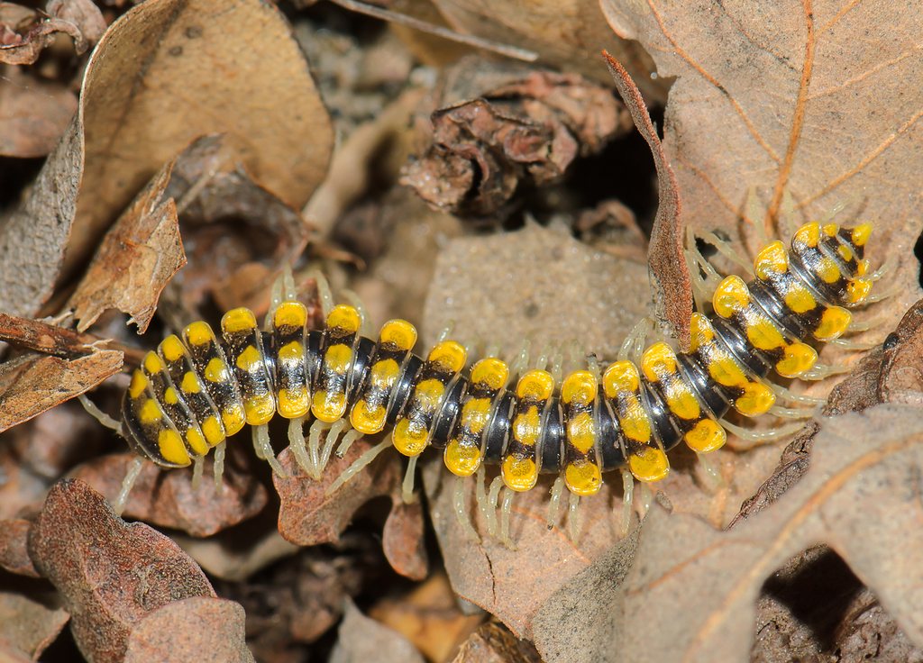 Sigmocheirini